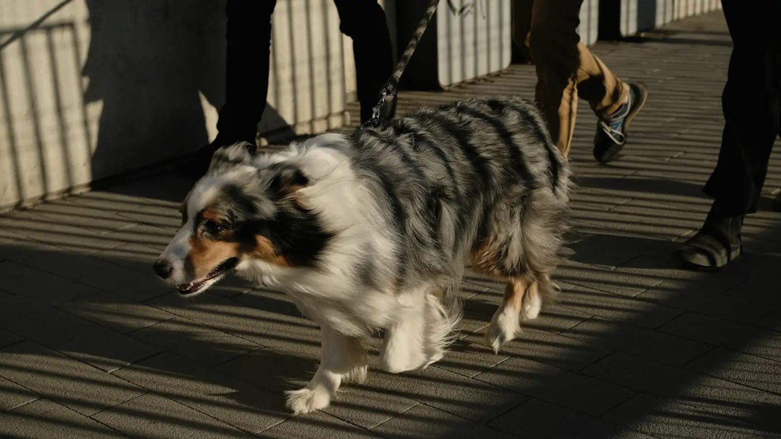 A dog walking on leash with its handlers, shown in a wide, unobscured view.